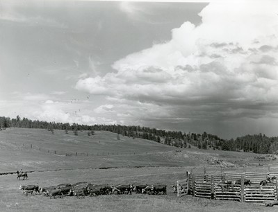 Cows and Calves Leaving Corral after Branding, Three circle Roundup, Custer National Forest, MT
