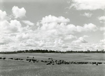 Three Circle Roundup, Custer National Forest, MT