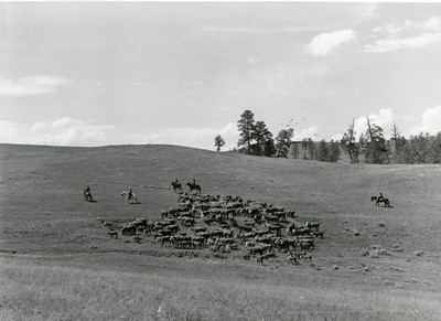 Driving Cattle, Three Circle Round-Up, Custer National Forest, Montana