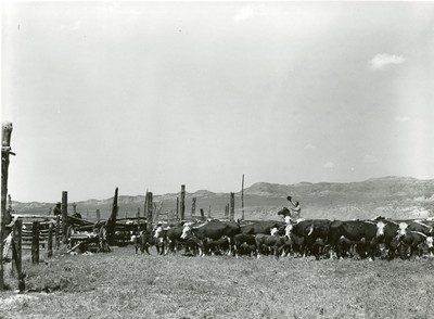 Roundup, Wm. Tonn Ranch, Custer County, MT