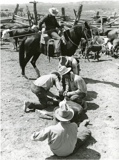 Dehorning, Wm. Tonn Ranch, Custer County, MT