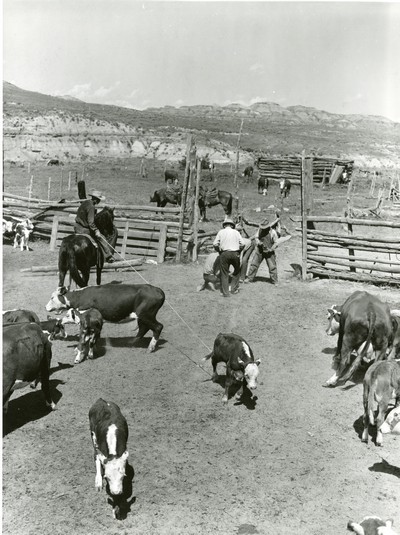 Branding, Wm. Tonn Ranch, Custer County, MT