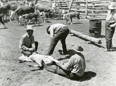Branding, Wm. Tonn Ranch, Custer County, MT