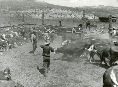 Driving Cattle in Corral, Wm. Tonn Ranch, Custer County, MT