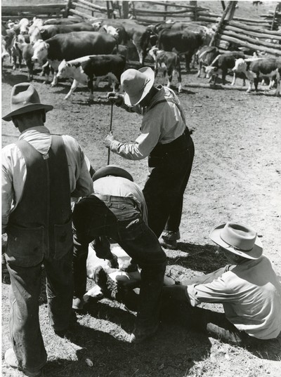 Branding and Castrating, Wm. Tonn Ranch, Custer County, MT