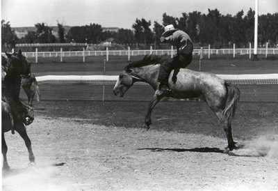 Riding a Bucking Horse, Rodeo, Miles City, Montana