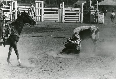 Bulldogging, Rodeo, Miles City, Montana