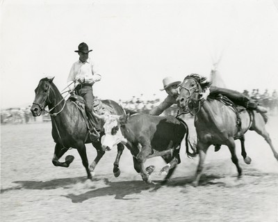Bulldogging a Steer, Recreation, Wyoming Guide