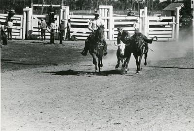 Bulldogging, Rodeo, Miles City, Montana