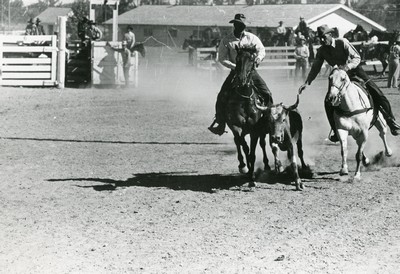 Bulldogging, Rodeo, Miles City, Montana