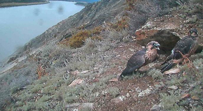 0ffline Archive Yukon Charley Rivers National Preserve Peregrine Falcon Yukon River