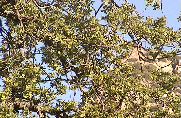 0ffline Archive Sequoia and Kings Canyon National Park Foothills Blue Oak