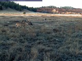 Devils Tower National Monument Prairie Dog Town