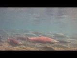 Katmai National Park and Preserve Underwater Bear Cam