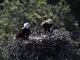 0ffline Archive Channel Islands National Park Bald Eagle Nest Pelican Harbor