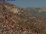 0ffline Archive Sequoia and Kings Canyon National Park California Buckeye