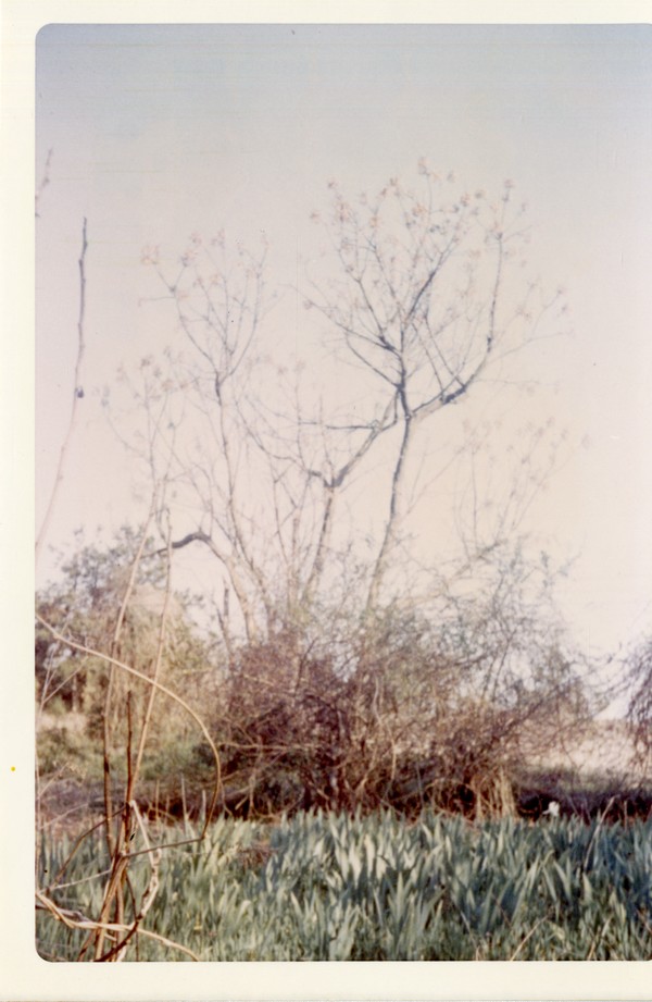 Chinaberry Tree at Jeannette Rankin's house