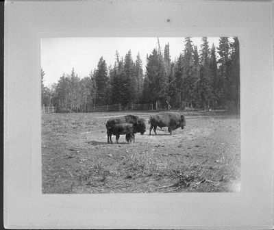 Buffalo on Dot Island, Yellowstone National Park