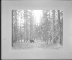 The Bear Hunt, Yellowstone Lake Camp