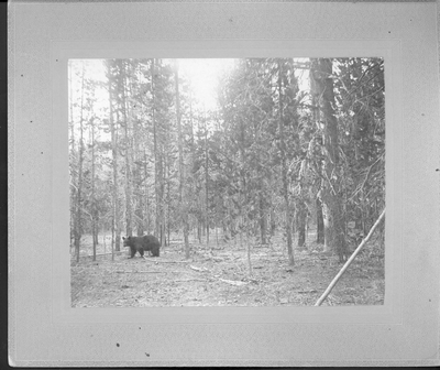 The Bear Hunt, Yellowstone Lake Camp