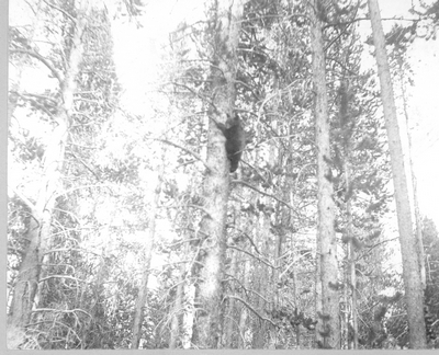Treed-The Bear Hunt