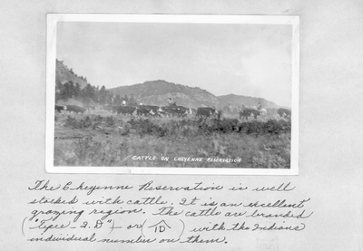 Cattle on Cheyenne Reservation