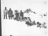 Dogsled in Alaska