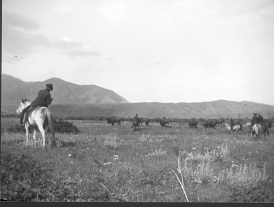Buffalo herd in the Gallatin Valley near Thompsons Ranch