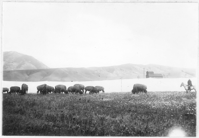 Buffalo from Flathead Reservation shown at Bozeman Fairgrounds