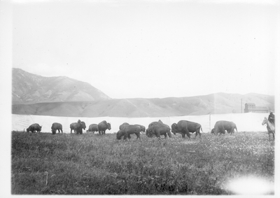 Buffalo from Flathead Reservation shown at Bozeman Fairgrounds