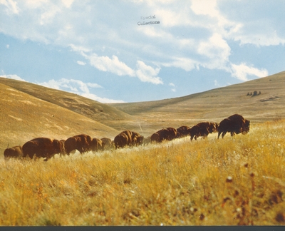 Montana Buffalo