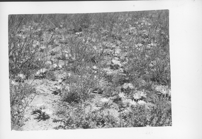 Bitterroot Flowers