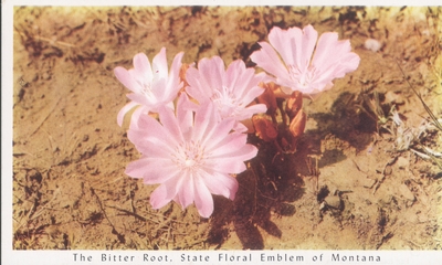 The Bitter Root, State Flower