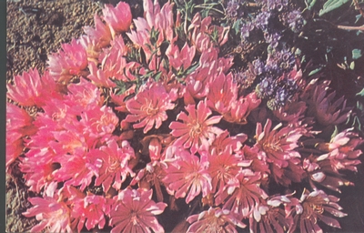 The Bitter Root, State Flower