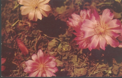 Bitterroot, Lewisia Rediviva