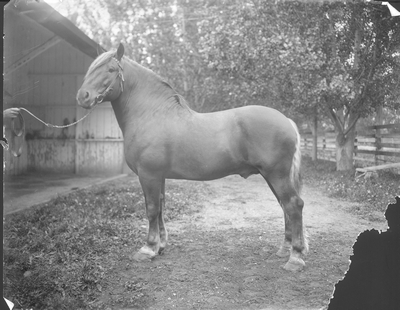Imperial Suffolk Percheron Stallion