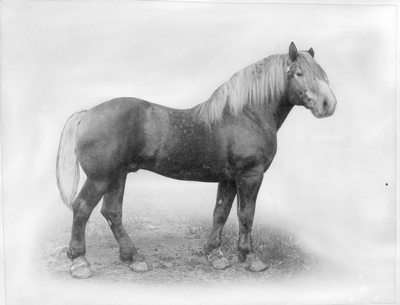 Imperial Percheron Stallion "Fiana"