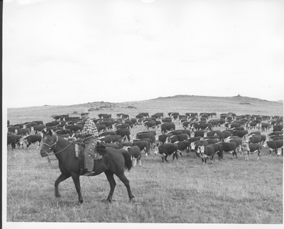 Man on Horse Driving Cattle