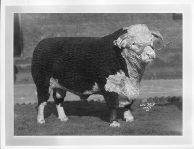 Hereford Bull at Livestock Show