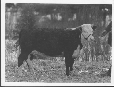 Hereford Cow: Princess Panama the 8th