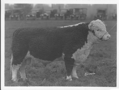 Hereford Bull: Panama 100th, Jr. Champion