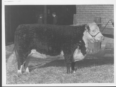 Hereford Cow: Lady Panama the 7th