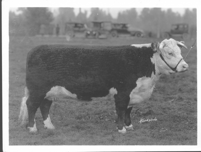 Hereford Cow: Miss. Joy