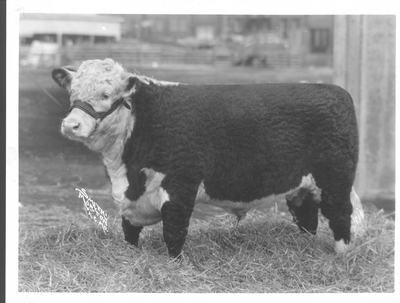 Hereford Bull: Brummel Panama the 78th