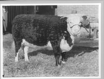 Grand Champion Hereford Cow: Lady Panama the 7th