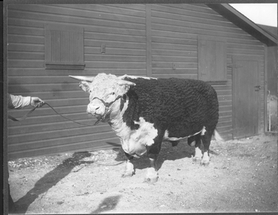 Hereford Bull: Panama Strain--Breeding Stock