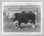 Hereford Bull: Panama Strain--Breeding Stock
