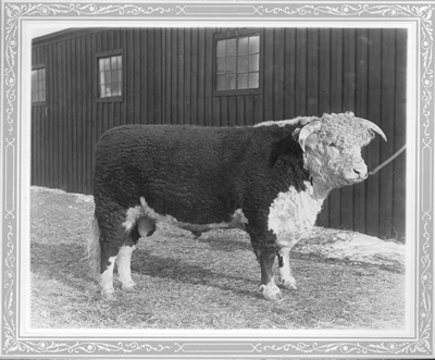 Hereford Bull: Panama Strain--Breeding Stock