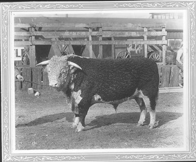 Hereford Bull: Panama Strain--at Stock Show