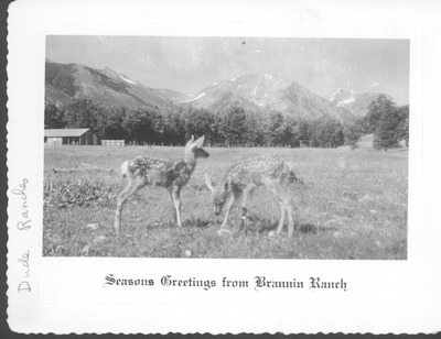 Two Fawns at Brannin Ranch, Montana